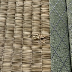 ◆無料0円◆ 古畳 4帖半 物置・作業小屋等、ペット、弓道やアーチェリーの的にの画像