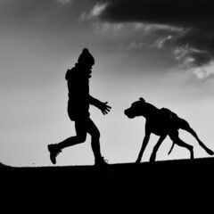 🐶🐱クリスマスプレゼント🐱🐶犬猫用鹿肉ジャーキーの画像