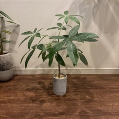 パキラミルキーウェイ【実生の画像