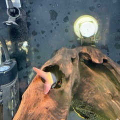 30cmハイタイプ水槽　生体付きの画像