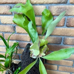 商談中❗️ヘゴ寄せ植えの画像