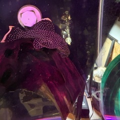 30cmハイタイプ水槽　生体付きの画像