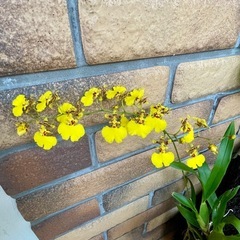 商談中❗️ヘゴ寄せ植えの画像