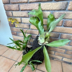 商談中❗️ヘゴ寄せ植えの画像