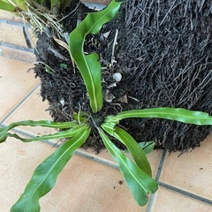 商談中❗️ヘゴ寄せ植えの画像