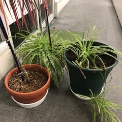 大きめの植木3鉢セットでの画像