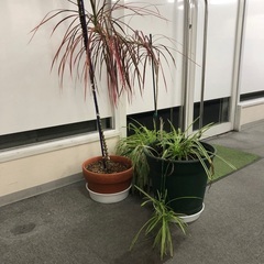 大きめの植木3鉢セットでの画像
