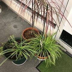 大きめの植木3鉢セットでの画像