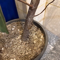 観葉植物の画像