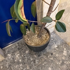 観葉植物の画像