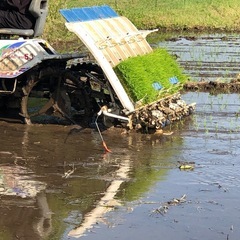 【少し訳あり】令和7年　宮城県産　ひとめぼれ　玄米　30kg　米袋入の画像