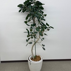 観葉植物の画像