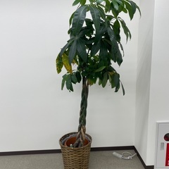 観葉植物の画像