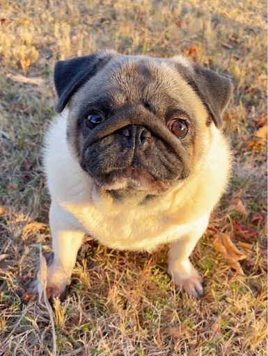 パグちゃん 優しくて懐っこいパグちゃん (わんわん王国の主ポケ) 博多のパグの里親