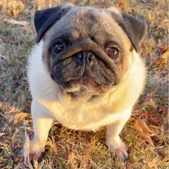 優しくて懐っこいパグちゃん