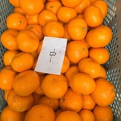 三ヶ日早生みかん最終出品の画像