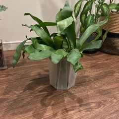 ネザーランド　ビカクシダ　の画像