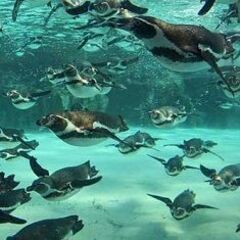 40・50代 水族館♪ ～1人参加～【葛西】💖