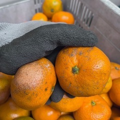 みかん🍊の画像