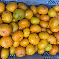 みかん🍊の画像