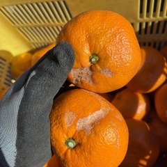 みかん🍊の画像