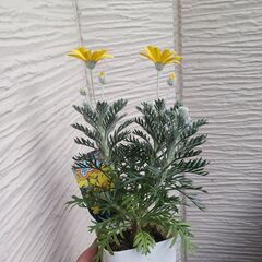 500円　ユリオプスデージー　3号ポット苗　硬質の画像