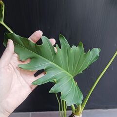 7000円★10 セローム　6号　幹上がり　幹立ち　八丈島産の画像