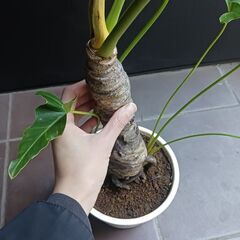 7000円★10 セローム　6号　幹上がり　幹立ち　八丈島産の画像