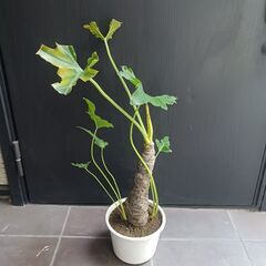 7000円★10 セローム　6号　幹上がり　幹立ち　八丈島産の画像