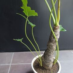 7000円★10 セローム　6号　幹上がり　幹立ち　八丈島産の画像