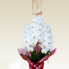 胡蝶蘭鉢植えの画像