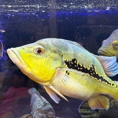 キクラ　ケルベリー　熱帯魚の画像