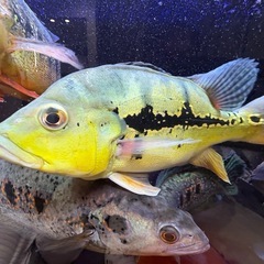 キクラ　ケルベリー　熱帯魚の画像