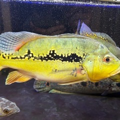 キクラ　ケルベリー　熱帯魚の画像