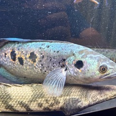 引き取り先決まりました　フラワートーマン　1匹　熱帯魚の画像