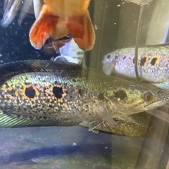 引き取り先決まりました　フラワートーマン　1匹　熱帯魚の画像