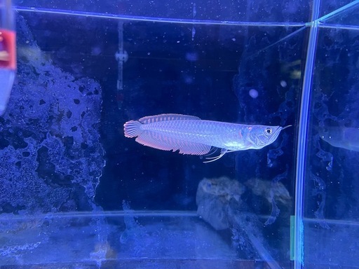 残りシルバーアロワナのみ!!問い合わせお待ちしています シルバーアロワナ±18㌢ (Free15) 奥武山公園のその他の中古あげます