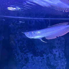 シルバーアロワナ±18㌢の画像