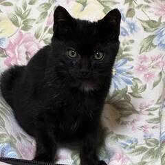 1月11日（日）里親会参加★ココア★