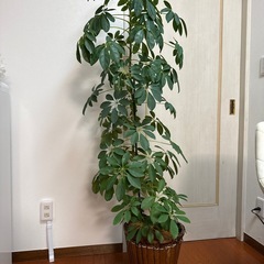 【観葉植物】大型　160cm 　鉢植え　の画像