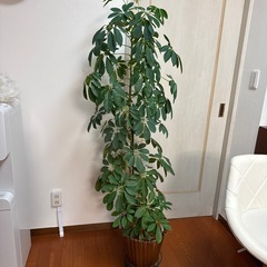 【観葉植物】大型　160cm 　鉢植え　の画像