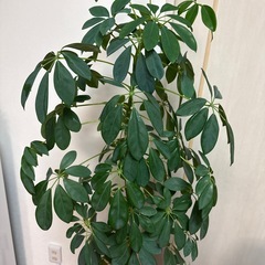 【観葉植物】大型　160cm 　鉢植え　の画像
