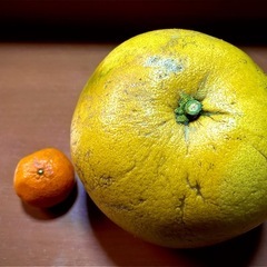 世界一でかい柑橘　晩白柚の画像