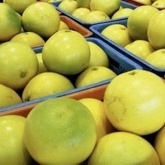 世界一でかい柑橘　晩白柚の画像