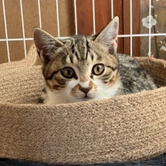 超かわいい　キジ白　3ヶ月半