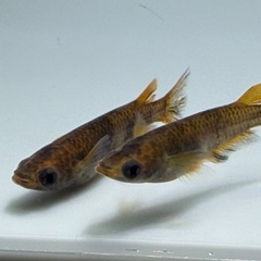 【メダカ】和墨錆虎　1ペア⑦🐟　めだかの画像