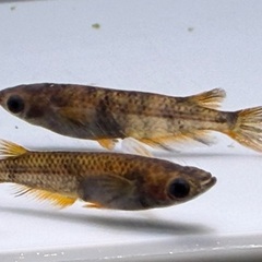 【メダカ】和墨錆虎　1ペア⑦🐟　めだかの画像