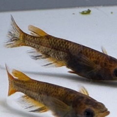 【メダカ】和墨錆虎　1ペア⑦🐟　めだかの画像