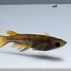 【メダカ】和墨錆虎　1ペア⑦🐟　めだかの画像