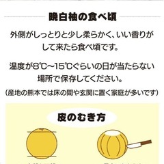 世界一でかい柑橘　晩白柚の画像